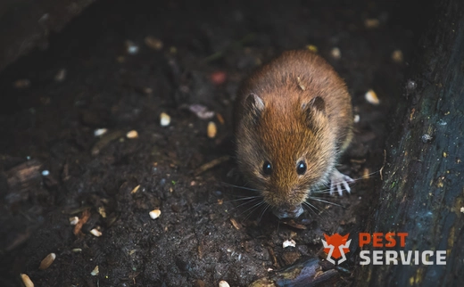 Дератизация в Сочи